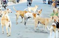 थेरगावात मोकाट कुत्रे, डुक्करांमुळे त्रास; नगरसेविका माया बारणेंची आयुक्तांकडे तक्रार