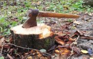 चिखलीतील दीड हजार झाडे तोडण्यास मंजुरी, 227 झाडांचे पुनर्रोपण; पालिका वृक्ष प्राधिकरण समितीचा निर्णय
