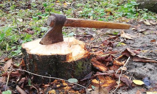 चिखलीतील दीड हजार झाडे तोडण्यास मंजुरी, 227 झाडांचे पुनर्रोपण; पालिका वृक्ष प्राधिकरण समितीचा निर्णय